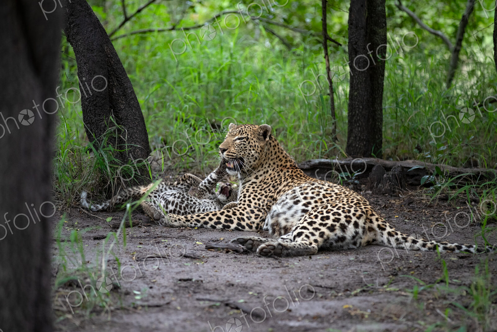 A mother leopard, Panthera pardus, lying down with her cubs.