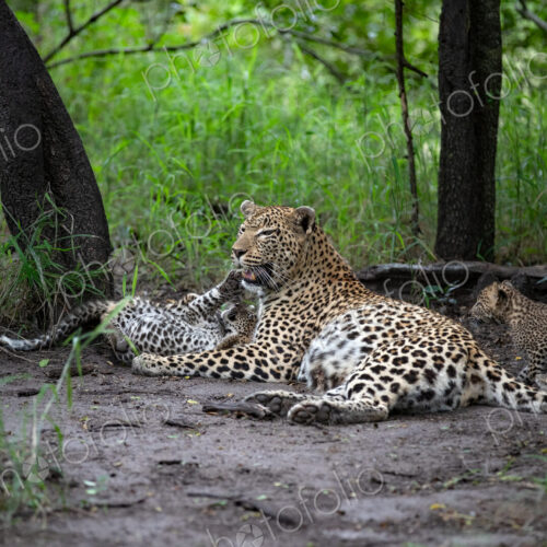 A mother leopard, Panthera pardus, lying down with her cubs. A mother leopard, Panthera pardus, lying down with her cubs.