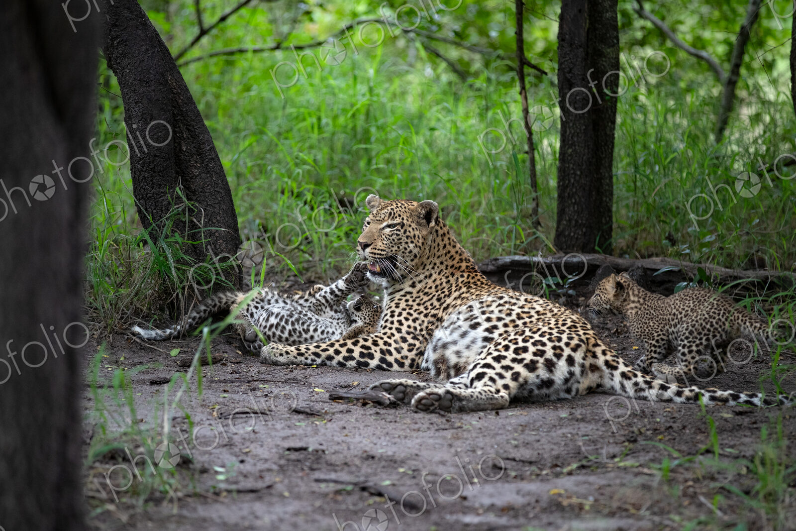 A mother leopard, Panthera pardus, lying down with her cubs.