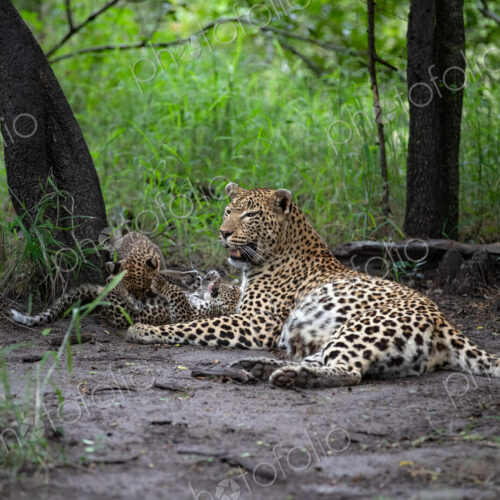 A mother leopard, Panthera pardus, lying down with her cubs. A mother leopard, Panthera pardus, lying down with her cubs.