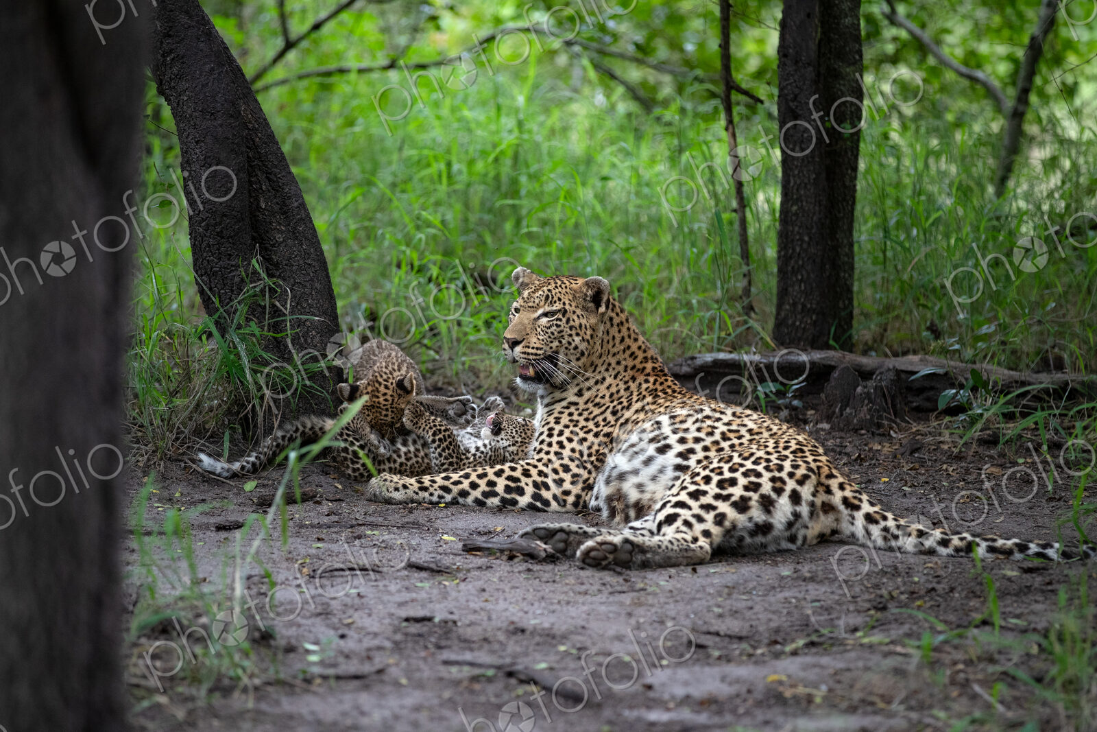 A mother leopard, Panthera pardus, lying down with her cubs.