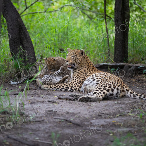 A mother leopard, Panthera pardus, lying down with her cubs. A mother leopard, Panthera pardus, lying down with her cubs.