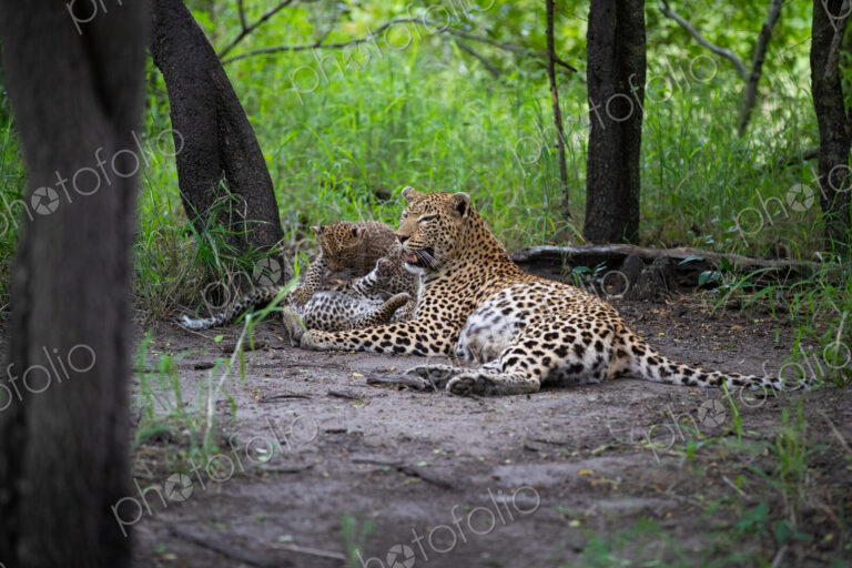 A mother leopard, Panthera pardus, lying down with her cubs.