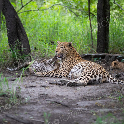 A mother leopard, Panthera pardus, lying down with her cubs. A mother leopard, Panthera pardus, lying down with her cubs.