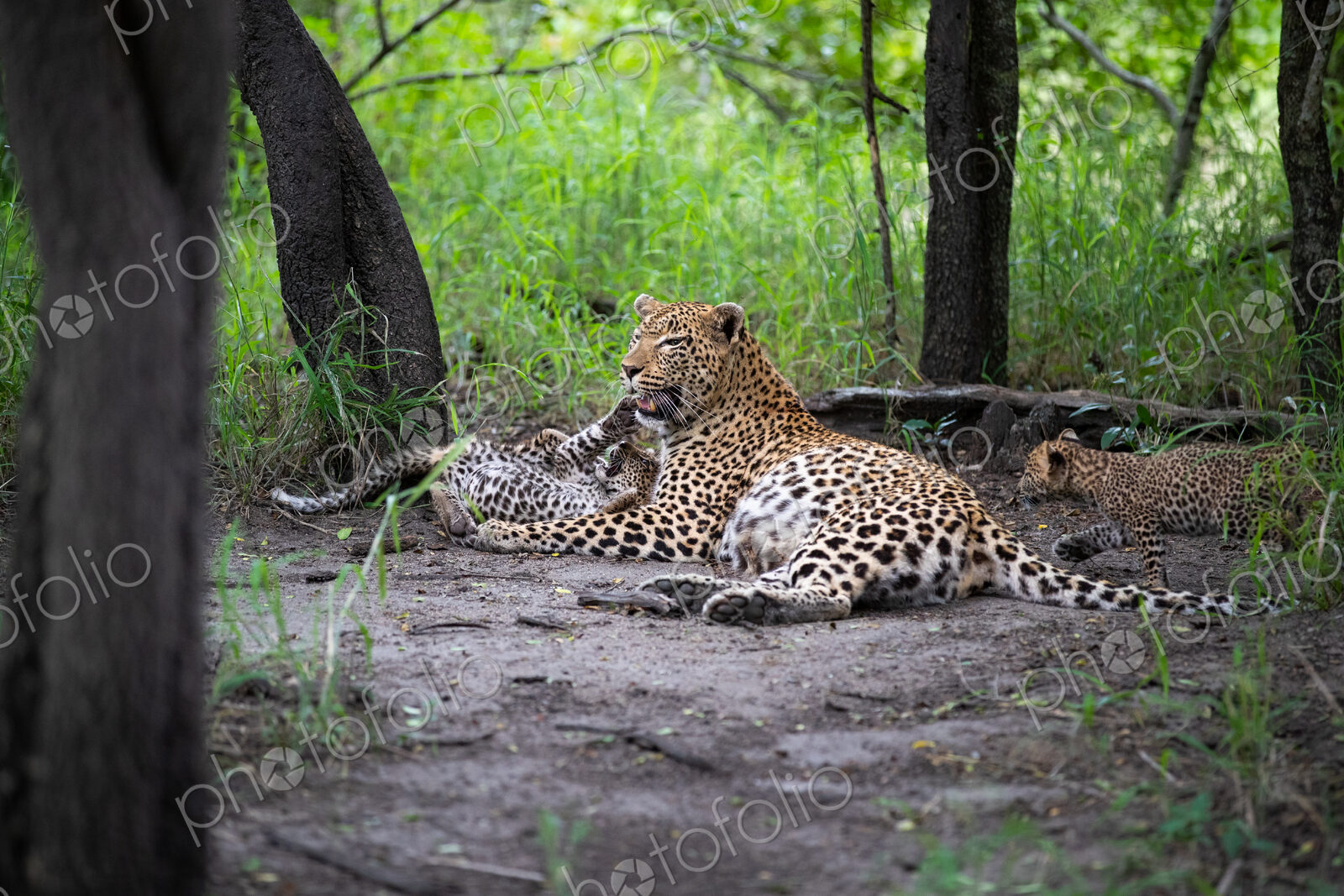 A mother leopard, Panthera pardus, lying down with her cubs.