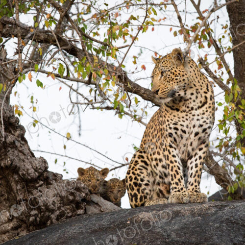 A mother leopard, Panthera pardus, sits on a boulder and looks away, her two cubs hide… A mother leopard, Panthera pardus, sits on a boulder and looks away, her two cubs hide…