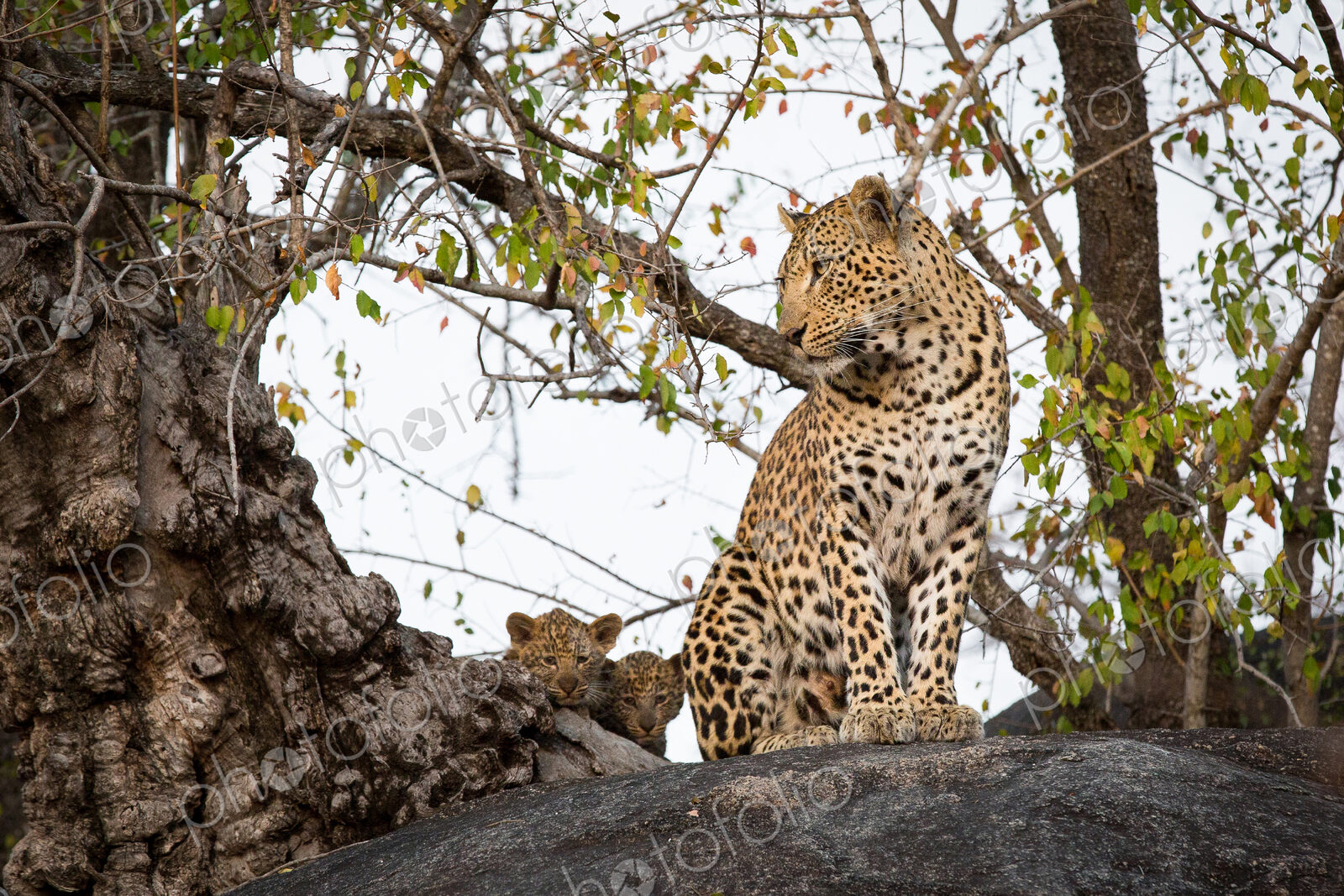 A mother leopard, Panthera pardus, sits on a boulder and looks away, her two cubs hide…