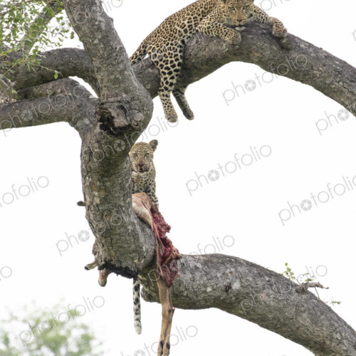 A mother leopard and her cub, Panthera pardus, lie on tree branches with an impala…