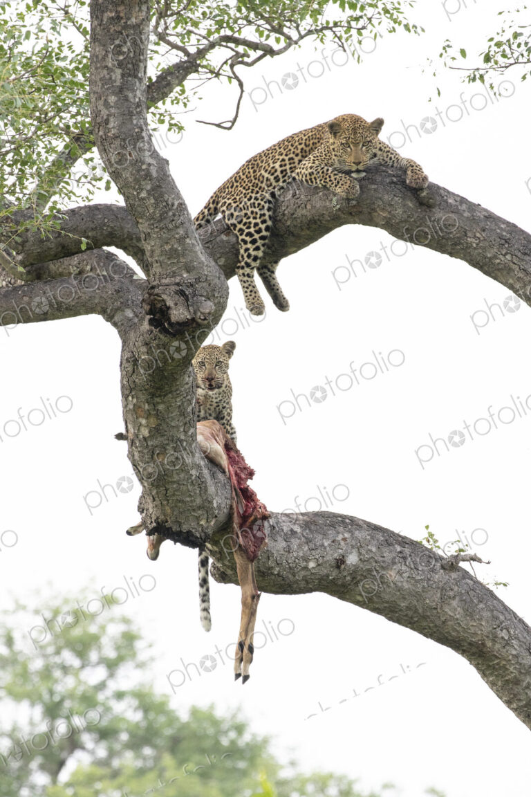A mother leopard and her cub, Panthera pardus, lie on tree branches with an impala…