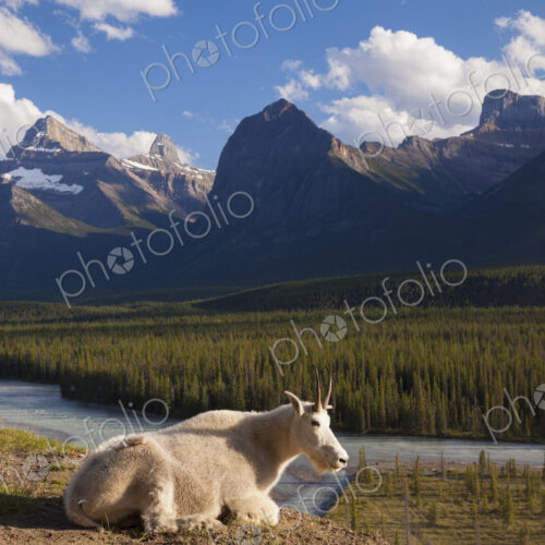 A mountain goat on a small promontory overlooking a river in the Canadian Rockies,…