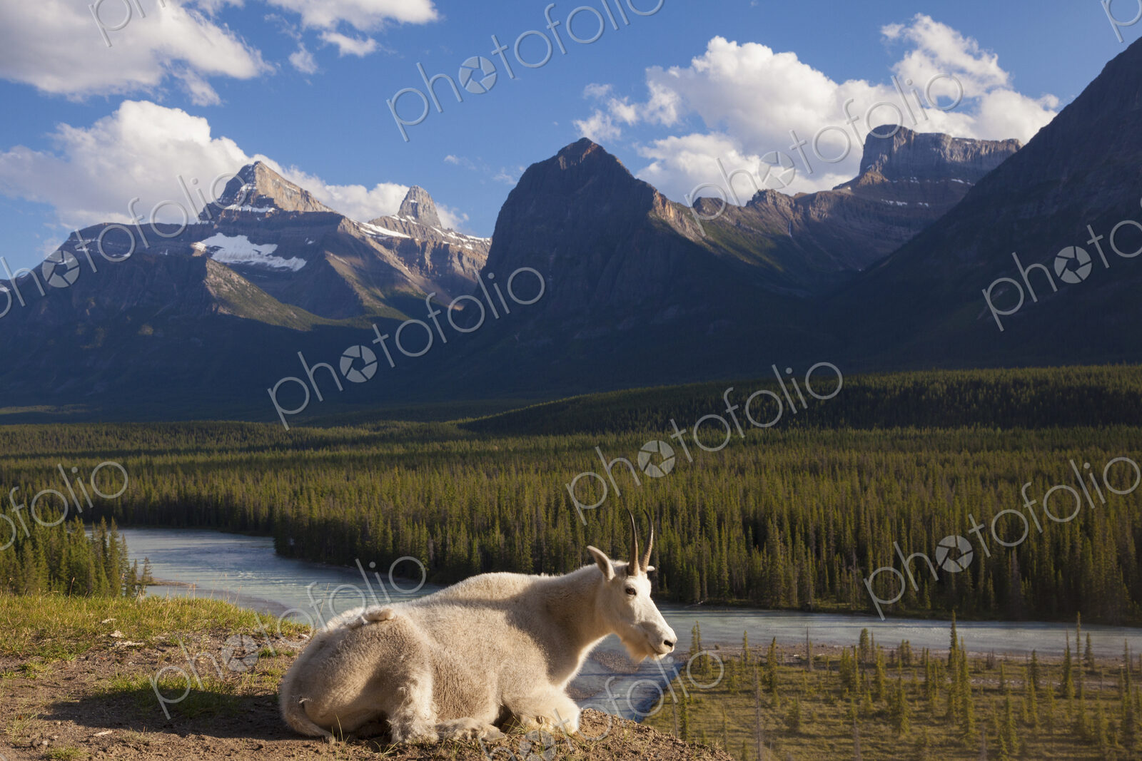 A mountain goat on a small promontory overlooking a river in the Canadian Rockies,…