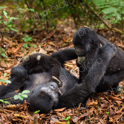 A mountain gorilla family. Three animals in the wild in Rwanda. Gorilla beringei beringei, A mountain gorilla family. Three animals in the wild in Rwanda. Gorilla beringei beringei,