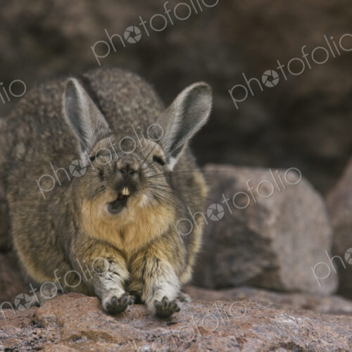 A mountain viscacha yawns as he stretches his front legs on the Salar de Uyuni. A mountain viscacha yawns as he stretches his front legs on the Salar de Uyuni.