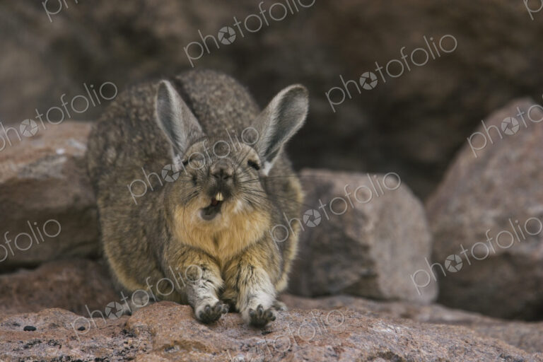 A mountain viscacha yawns as he stretches his front legs on the Salar de Uyuni.