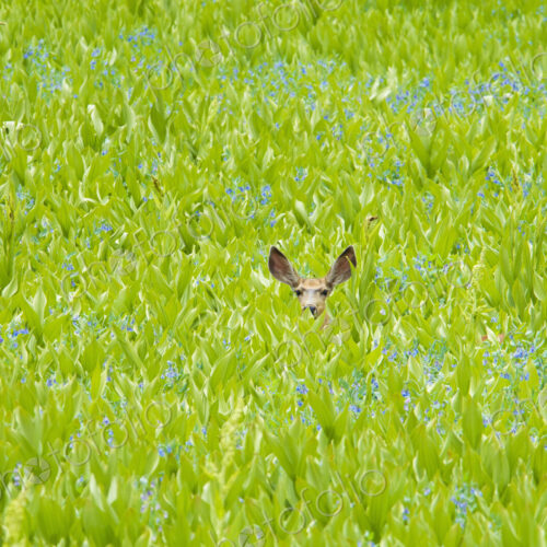 A mule deer hiding in a field of wild flowers and plants, false hellebore. Ears visible.