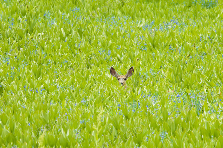 A mule deer hiding in a field of wild flowers and plants, false hellebore. Ears visible.