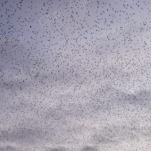 A murmuration of starlings, a spectacular aerobatic display of a large number of birds…