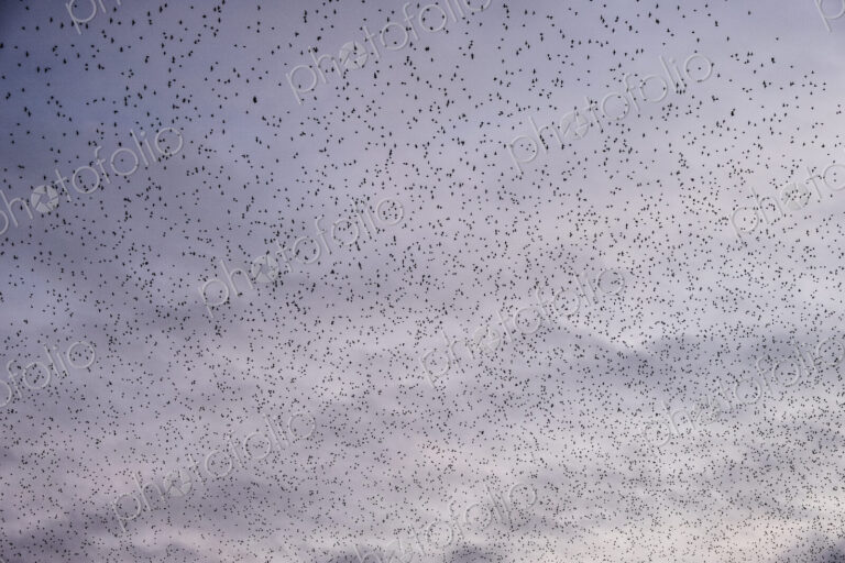 A murmuration of starlings, a spectacular aerobatic display of a large number of birds…