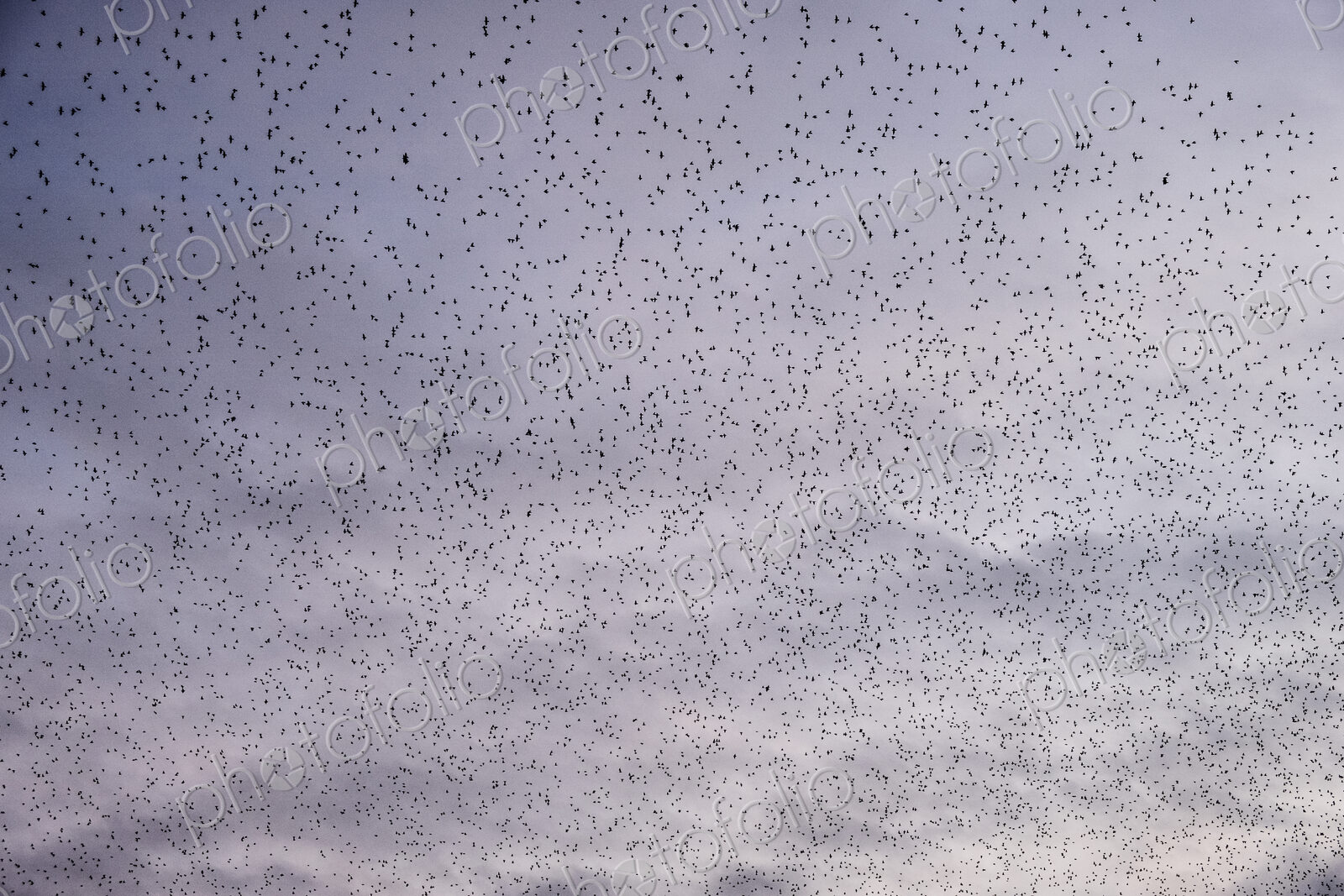 A murmuration of starlings, a spectacular aerobatic display of a large number of birds…
