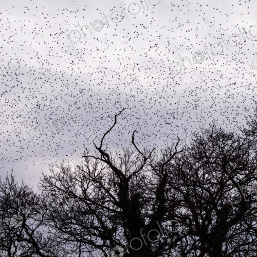 A murmuration of starlings, a spectacular aerobatic display of a large number of birds…