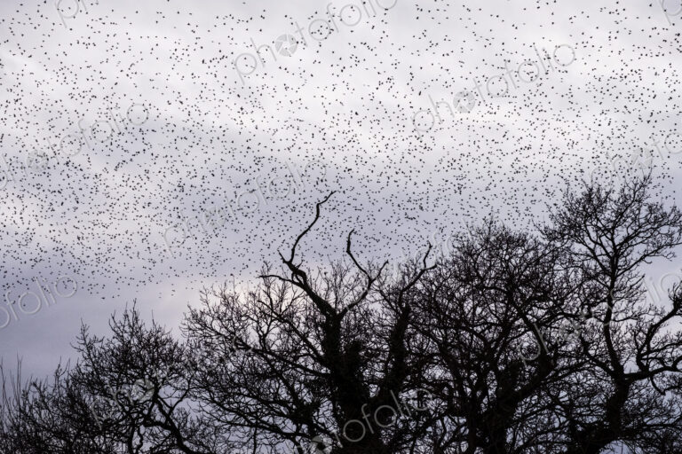 A murmuration of starlings, a spectacular aerobatic display of a large number of birds…