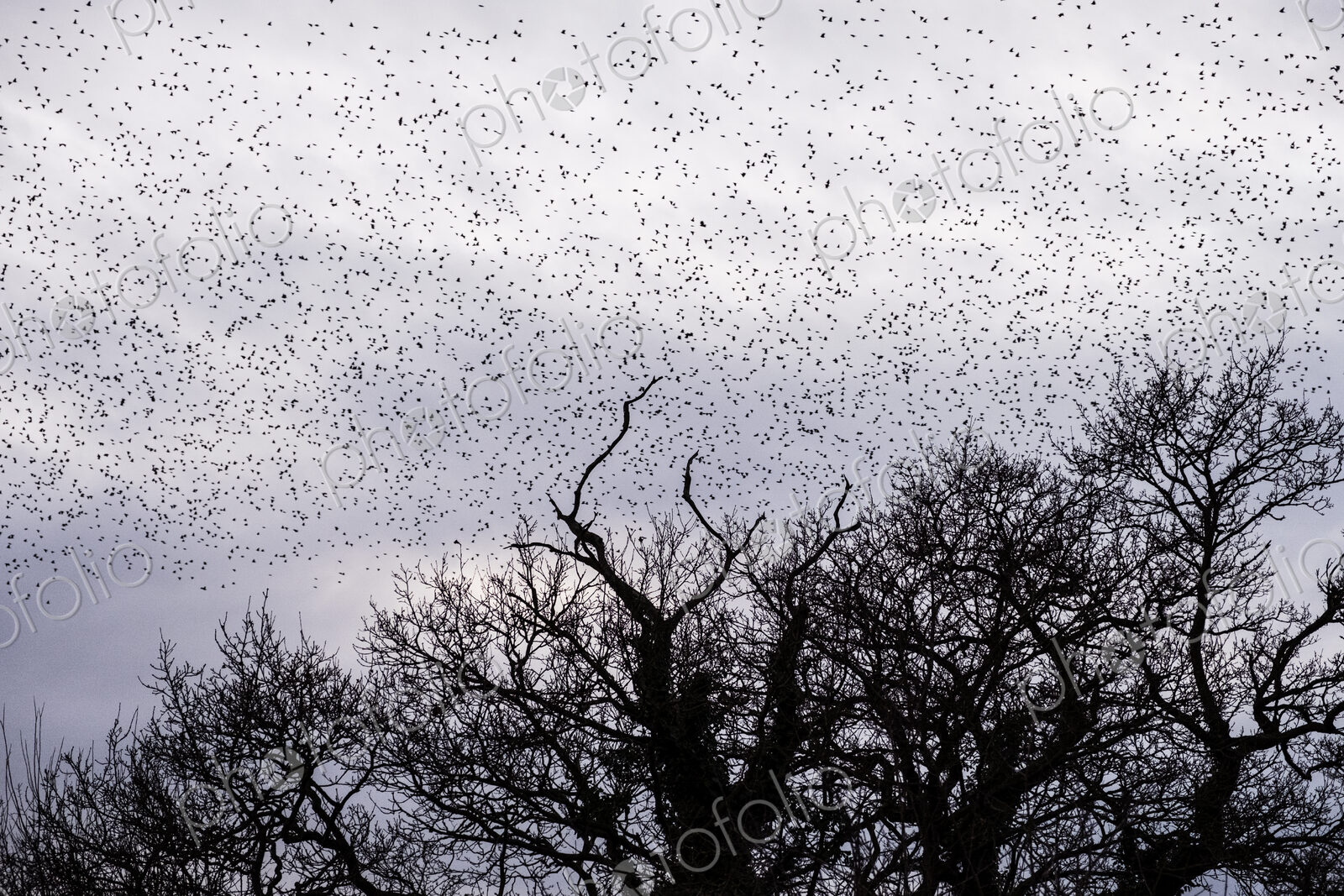 A murmuration of starlings, a spectacular aerobatic display of a large number of birds…