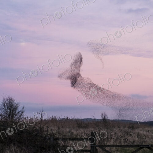 A murmuration of starlings, a spectacular aerobatic display of a large number of birds…