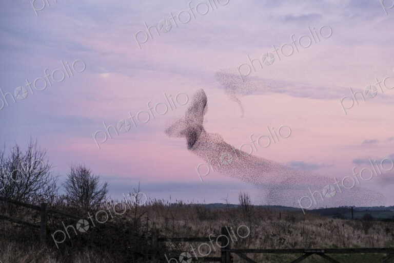 A murmuration of starlings, a spectacular aerobatic display of a large number of birds…