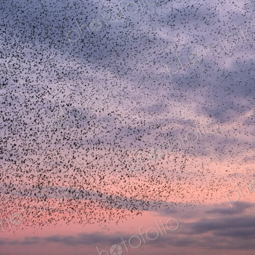 A murmuration of starlings, a spectacular aerobatic display of a large number of birds… A murmuration of starlings, a spectacular aerobatic display of a large number of birds…