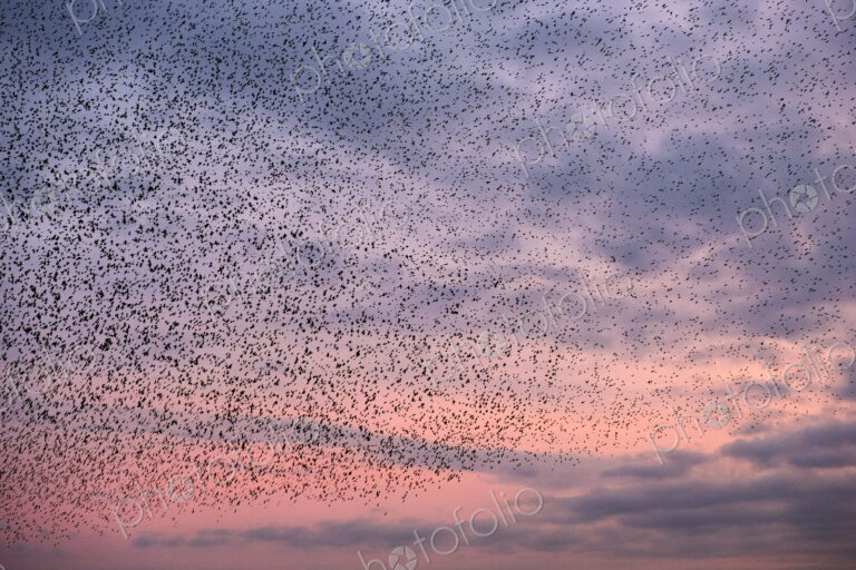 A murmuration of starlings, a spectacular aerobatic display of a large number of birds…