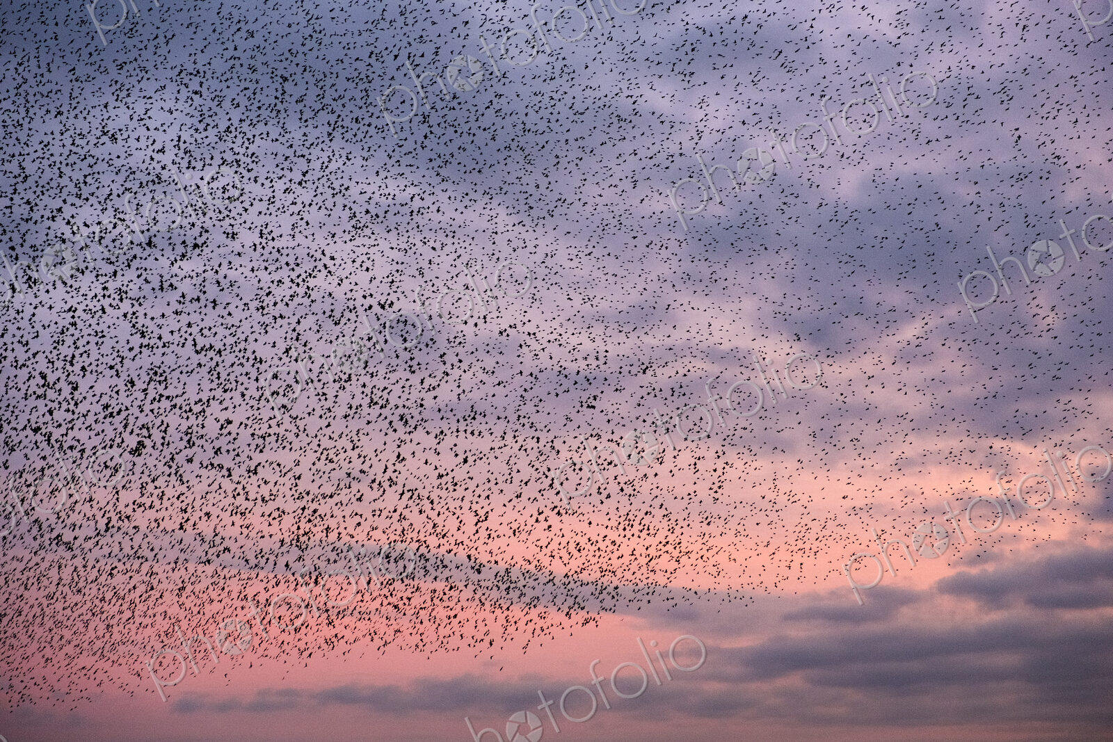 A murmuration of starlings, a spectacular aerobatic display of a large number of birds…