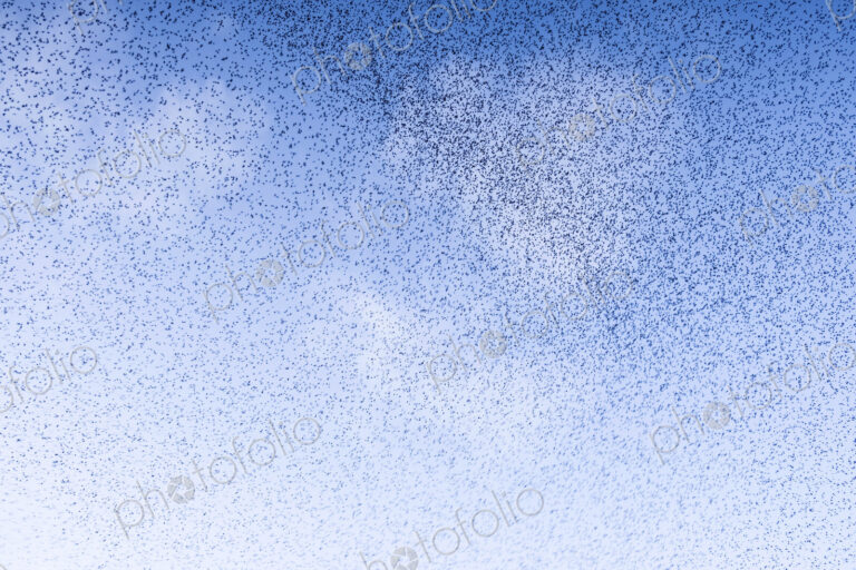 A murmuration of starlings, a spectacular aerobatic display of a large number of birds…
