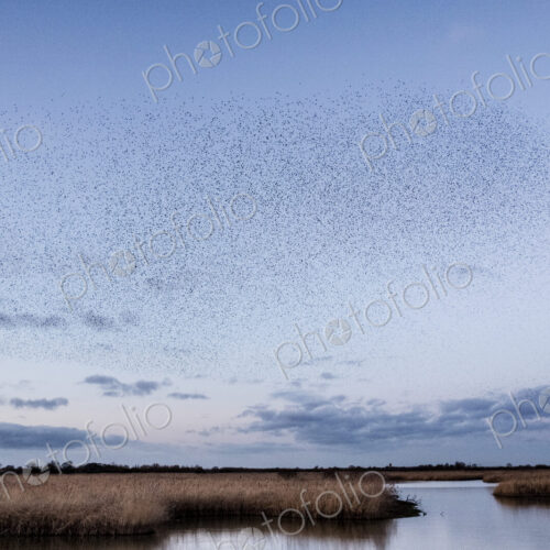 A murmuration of starlings, a spectacular aerobatic display of a large number of birds…