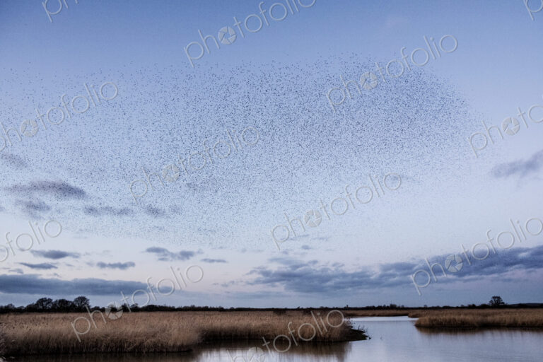 A murmuration of starlings, a spectacular aerobatic display of a large number of birds…