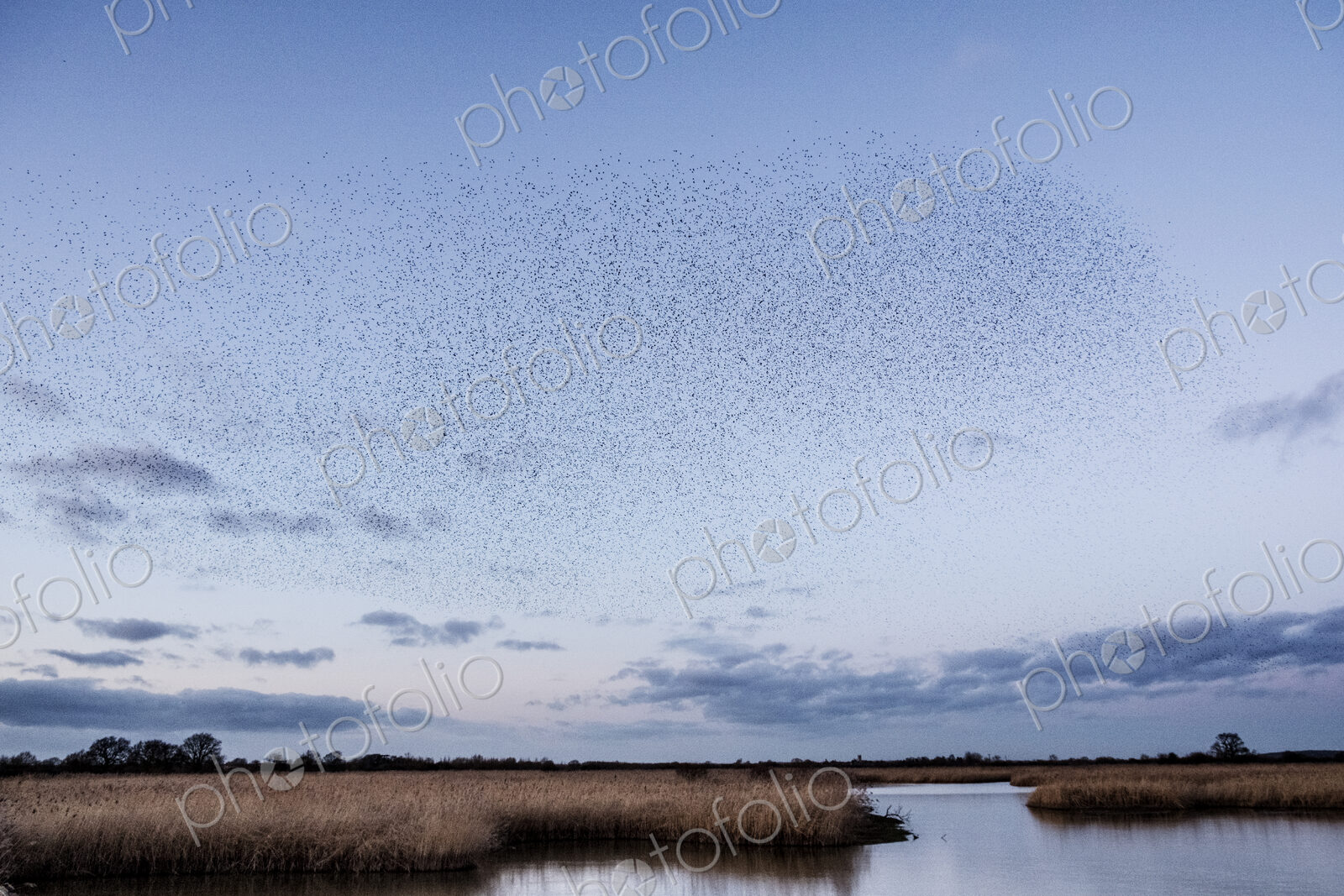 A murmuration of starlings, a spectacular aerobatic display of a large number of birds…