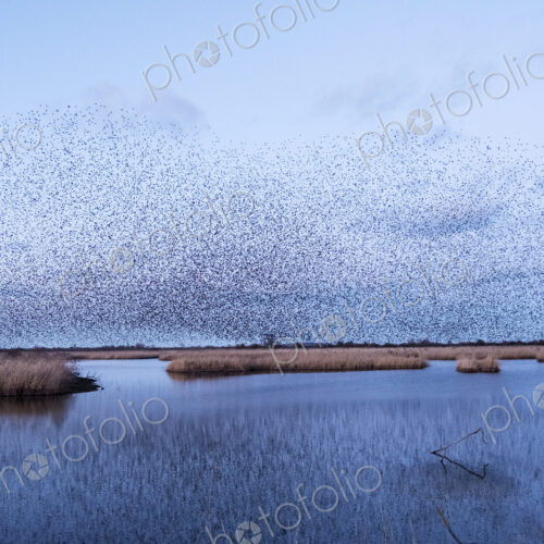 A murmuration of starlings, a spectacular aerobatic display of a large number of birds…