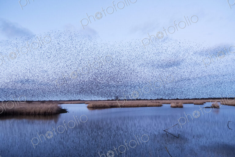 A murmuration of starlings, a spectacular aerobatic display of a large number of birds…