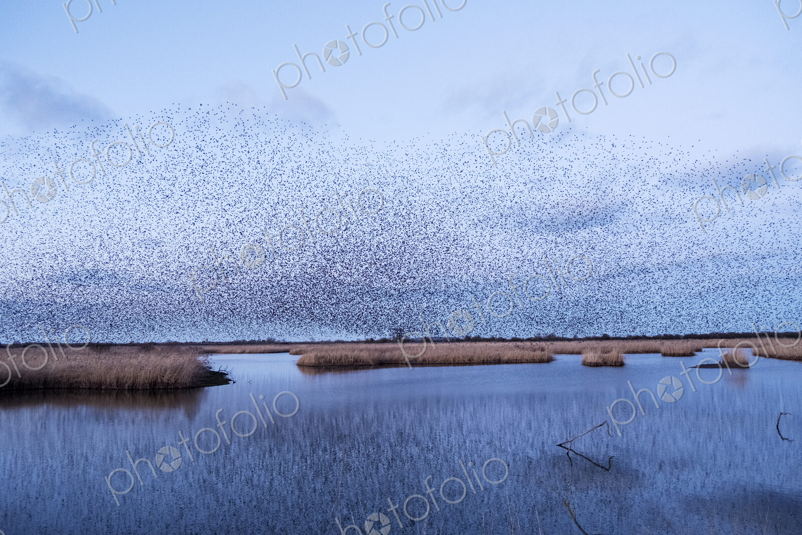A murmuration of starlings, a spectacular aerobatic display of a large number of birds…