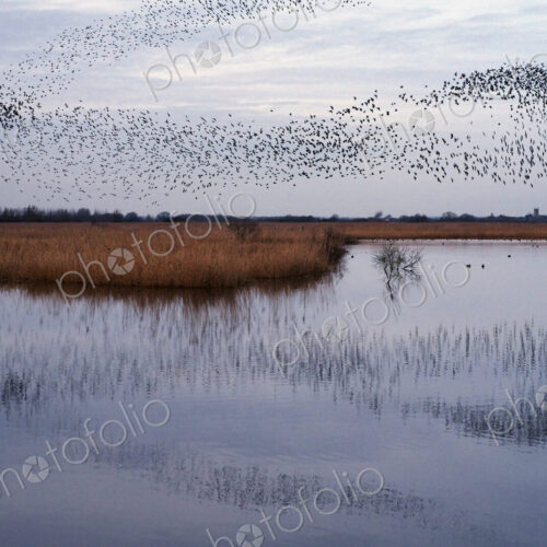 A murmuration of starlings, massed flock of birds at dusk