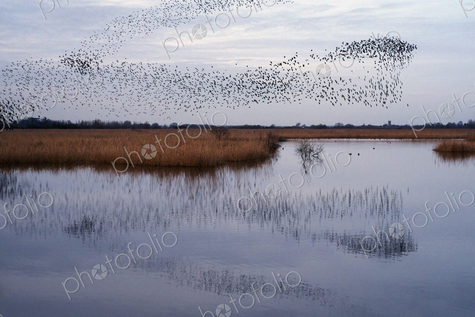 A murmuration of starlings, massed flock of birds at dusk