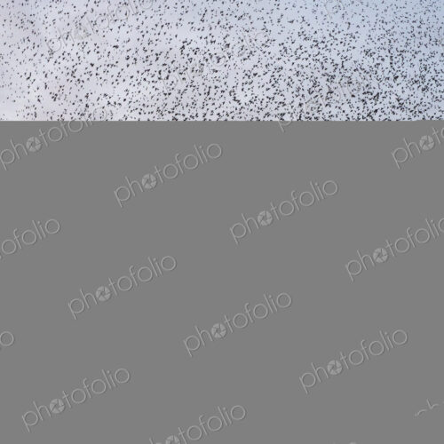 A murmuration of starlings, massed flock of birds at dusk A murmuration of starlings, massed flock of birds at dusk