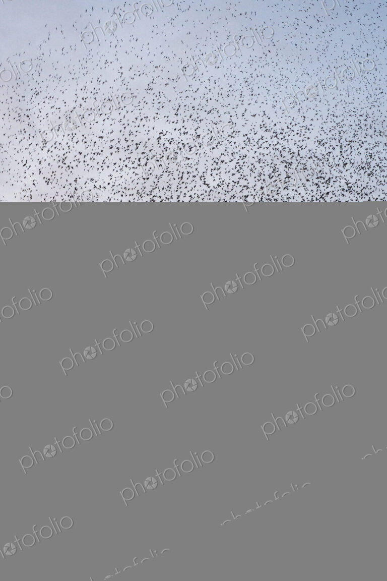 A murmuration of starlings, massed flock of birds at dusk