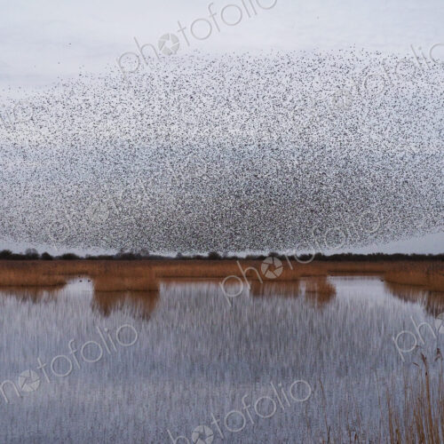 A murmuration of starlings, massed flock of birds at dusk A murmuration of starlings, massed flock of birds at dusk
