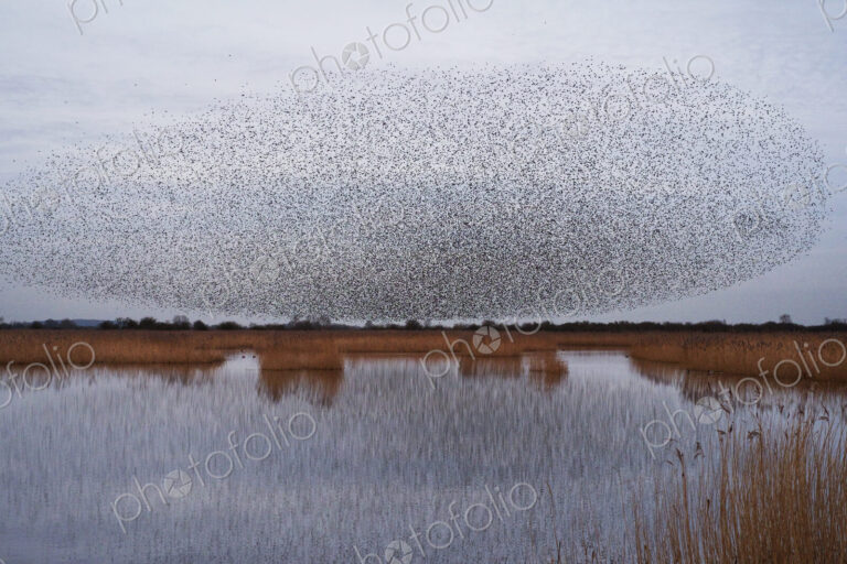 A murmuration of starlings, massed flock of birds at dusk