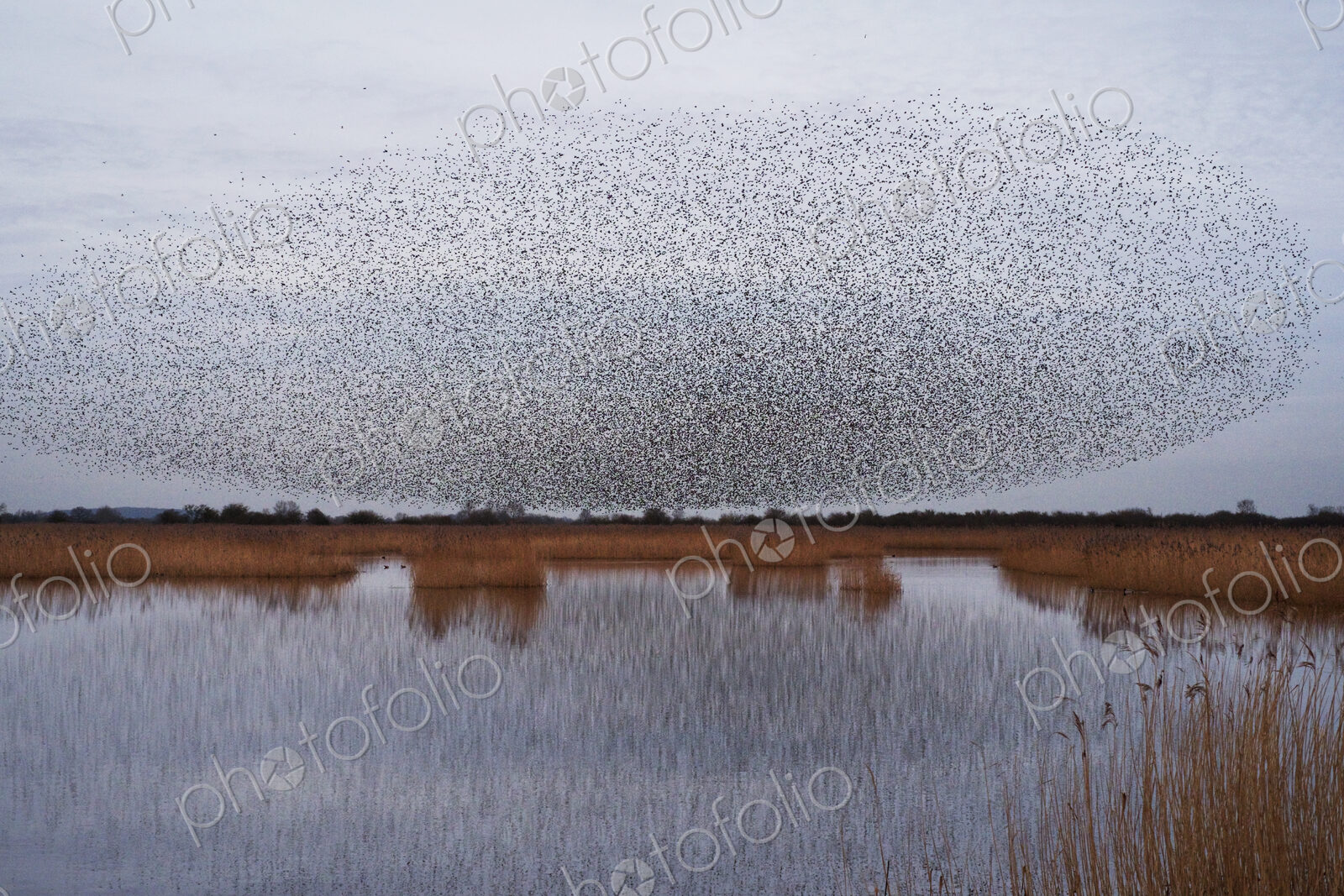 A murmuration of starlings, massed flock of birds at dusk