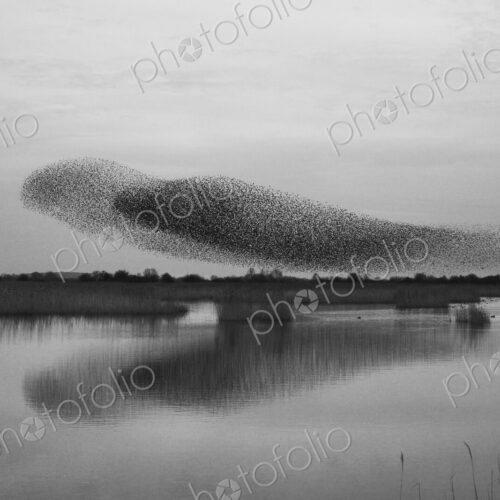 A murmuration of starlings, massed flock of birds at dusk A murmuration of starlings, massed flock of birds at dusk