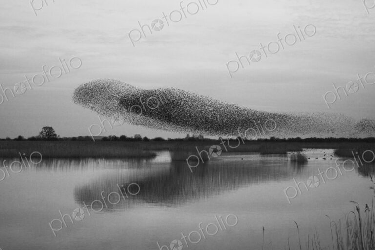 A murmuration of starlings, massed flock of birds at dusk