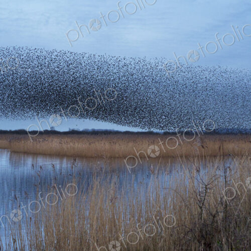 A murmuration of starlings, massed flock of birds in the sky