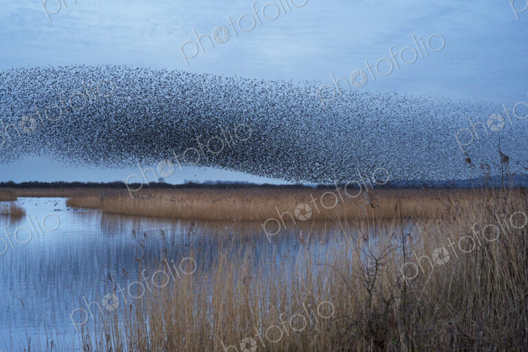 A murmuration of starlings, massed flock of birds in the sky