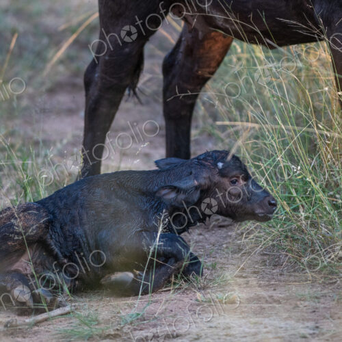 A newborn buffalo calf, Syncerus caffer. A newborn buffalo calf, Syncerus caffer.